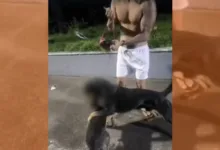 ataques de rottweiler em Salvador | Foto: Divulgação