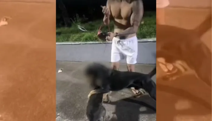 ataques de rottweiler em Salvador | Foto: Divulgação