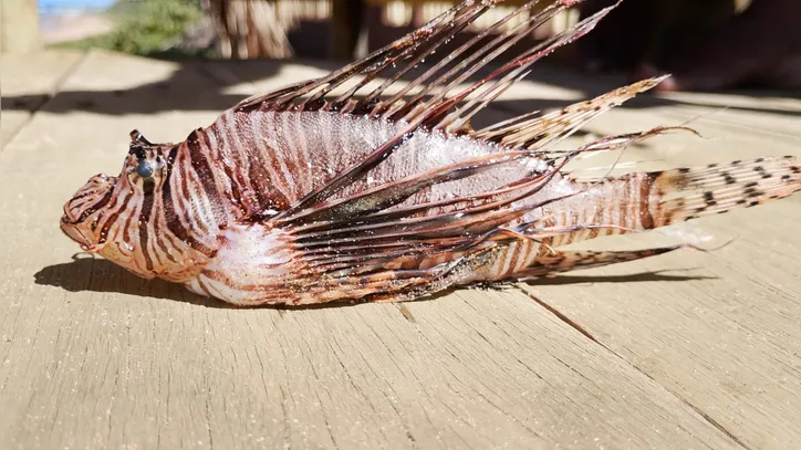 Peixe-leão no Porto da Barra em Salvador | Foto: Reprodução