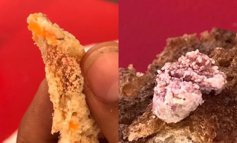 ovos de varejeira em pastel na escola
